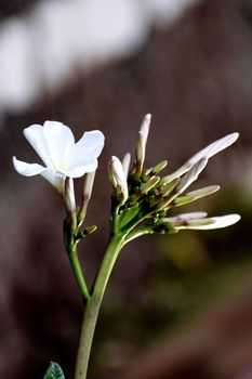 Snap of beautiful fresh bunch of White flowers