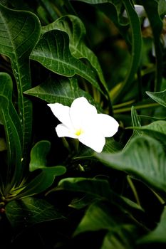 Beautiful snap of single flower