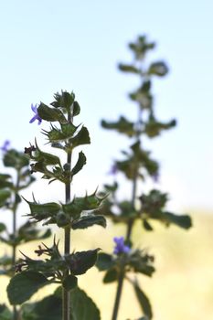 Snap of beautiful decorative Plant