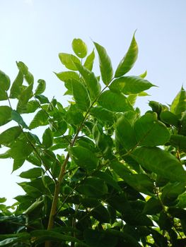 Snap of beautiful decorative Plant