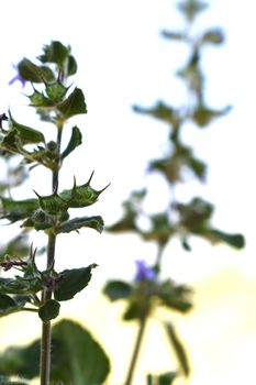 Snap of beautiful decorative Plant