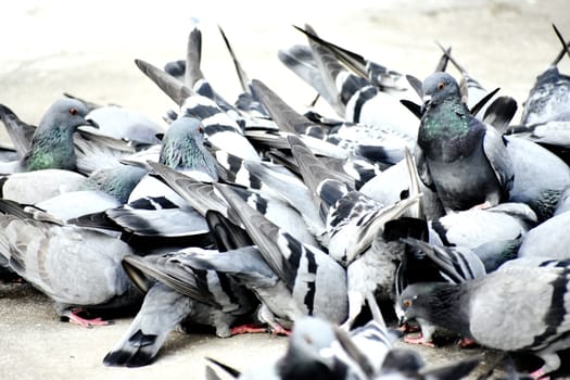 A Group of Pigeons in my ground