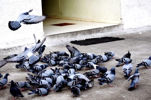 A Group of Pigeons in my ground