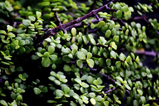 Snap of beautiful decorative Plant