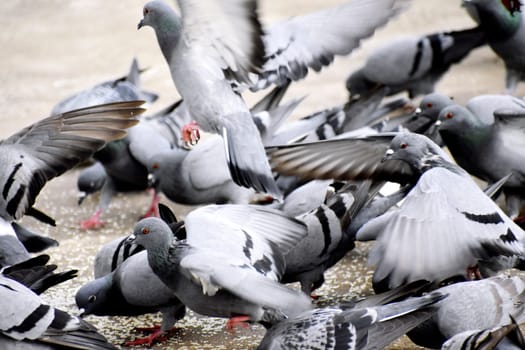 A Group of Pigeons in my ground