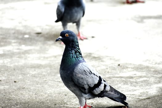 A Group of Pigeons in my ground