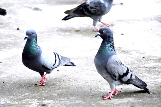 A Group of Pigeons in my ground