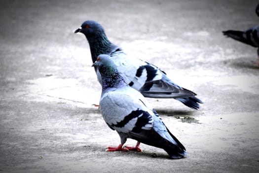 A Group of Pigeons in my ground