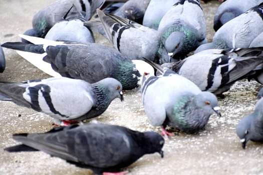 A Group of Pigeons in my ground