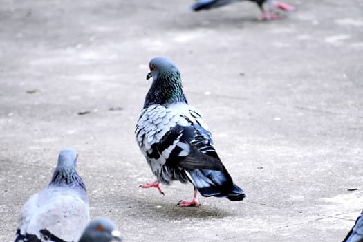 A Group of Pigeons in my ground