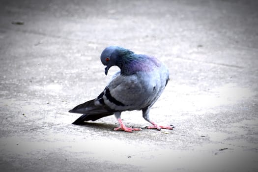 A Group of Pigeons in my ground