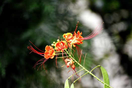 Closeup of Saffron and Yellow Flower