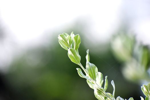 A Beautiful Snap of new leave of Plants