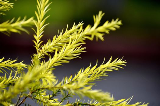 A Beautiful Snap of new leave of Plants