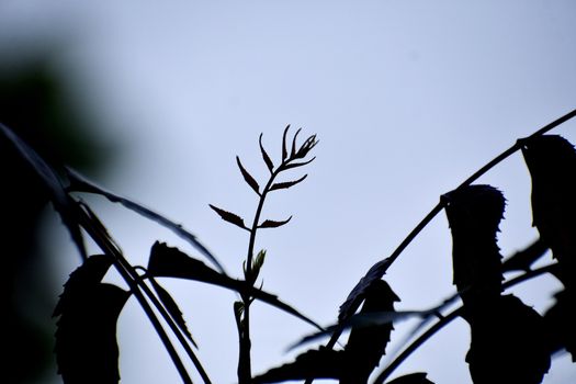 A Beautiful Snap of new leave of Plants