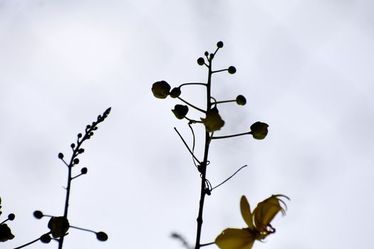 A Beautiful Snap of new leave of Plants