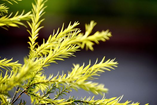 A Beautiful Snap of new leave of Plants