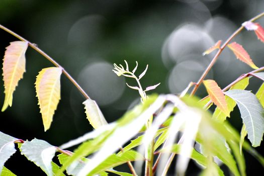 A Beautiful Snap of new leave of Plants