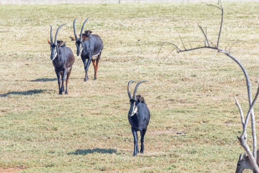 Three sable antelope, Hippotragus niger, walking in a grass field