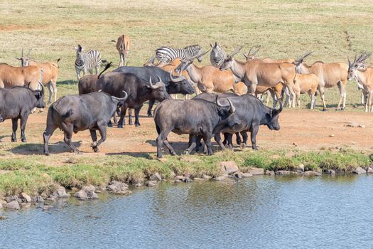 Burchells zebras, cape buffaloes and a herd of common eland next to a dam