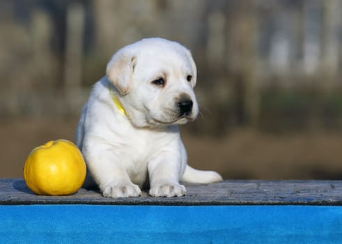 a little labrador puppy on a blue background