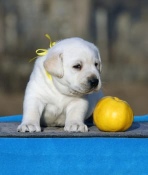 little labrador puppy on a blue background