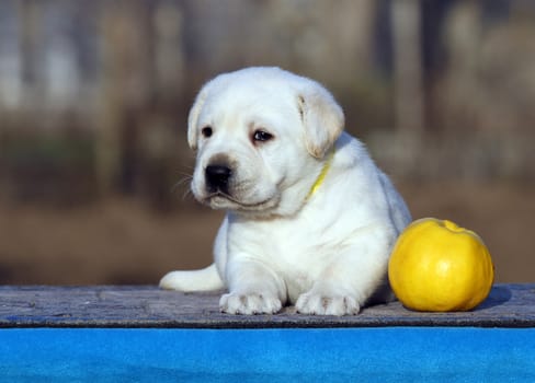 the little labrador puppy on a blue background