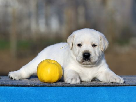 a cute little labrador puppy on a blue background