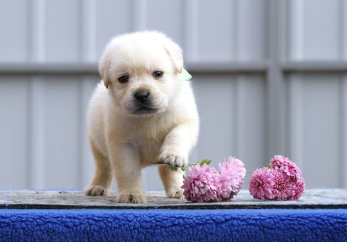 a nice cute little labrador puppy on a blue background