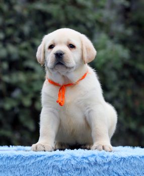 sweet nice cute little labrador puppy on a blue background