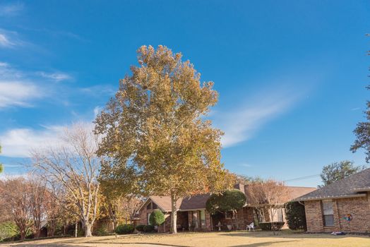 Typical bungalow style house in Dallas, Texas suburbs during fall season with colorful autumn leaves. Middle class neighborhood with single story residential home with mature tree, cloud blue sky