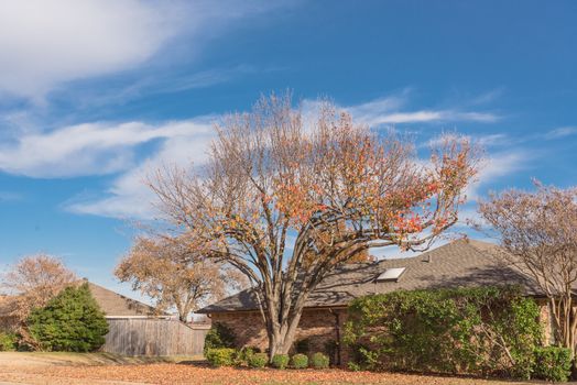 Typical bungalow style house in Dallas, Texas suburbs during fall season with colorful autumn leaves. Middle class neighborhood with single story residential home with mature tree, cloud blue sky