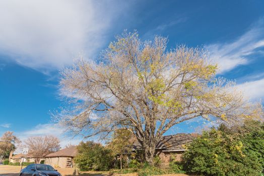 Typical bungalow style house in Dallas, Texas suburbs during fall season with colorful autumn leaves. Middle class neighborhood with single story residential home with mature tree, cloud blue sky