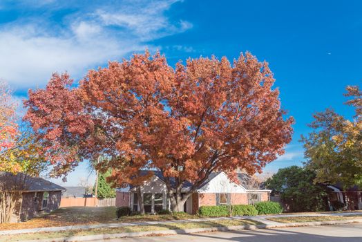 Typical bungalow style house in Dallas, Texas suburbs during fall season with colorful autumn leaves. Middle class neighborhood with single story residential home with mature tree, cloud blue sky