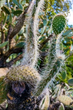 Cactus cluster. well known species of cactus.