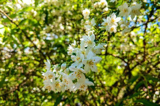 Flowers of the cherry blossoms on a spring day