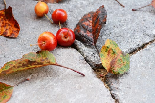 Red crab apple fruits among fallen autumn leaves on stone bricks