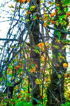 Huge Spider Web in Trees in an Autumn Forest