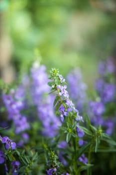 The background image of the colorful flowers, background nature