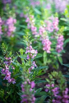 The background image of the colorful flowers, background nature