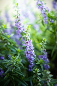 The background image of the colorful flowers, background nature