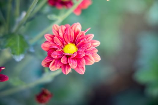 The background image of the colorful flowers, background nature