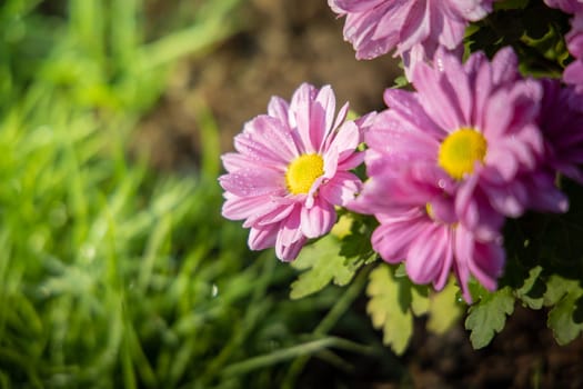 The background image of the colorful flowers, background nature