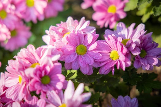 The background image of the colorful flowers, background nature