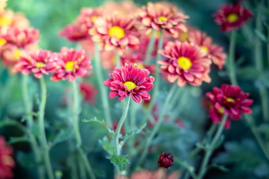 The background image of the colorful flowers, background nature