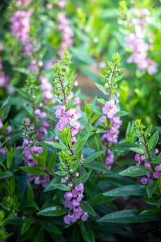 The background image of the colorful flowers, background nature