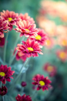 The background image of the colorful flowers, background nature