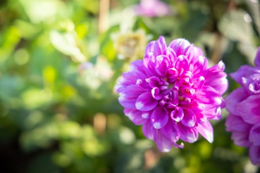 The background image of the colorful flowers, background nature