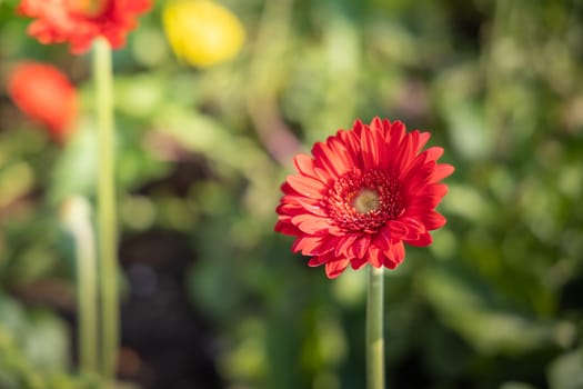 The background image of the colorful flowers, background nature