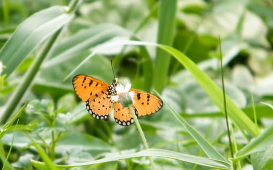 Moth Butterfly (Rhopalocera) Insect Animal on Green Plant Leaves. Nature Blooms.